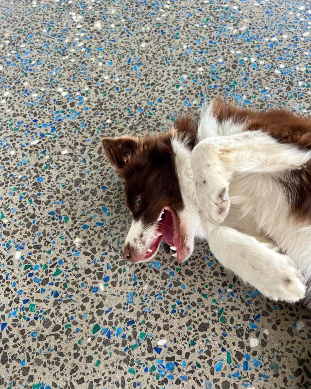 Contact Geelong Concrete Grinding